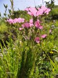 Linum viscosum